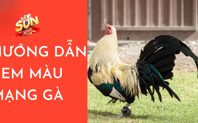 Hướng dẫn coi màu mạng gà chuẩn 100% cho sư kê tại Sunwin