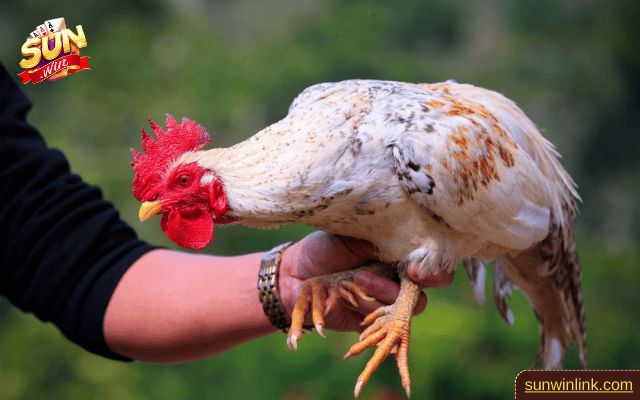 Gà đá không hăng máu vì gì và cách làm gà hăng máu ở Sunwin