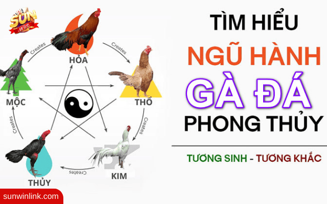 Cách xem màu mạng đá gà hiệu quả cao trước khi đá ở Sunwin