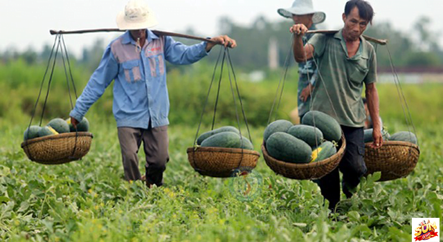 Mơ thấy thu hoạch dưa hấu