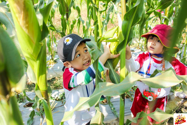 Nằm mơ thấy hái bao bắp ngô