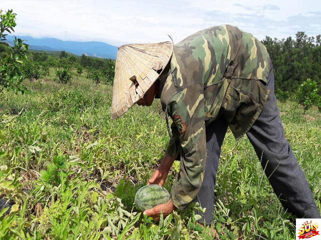 Chiêm bao thấy ba hái dưa hấu