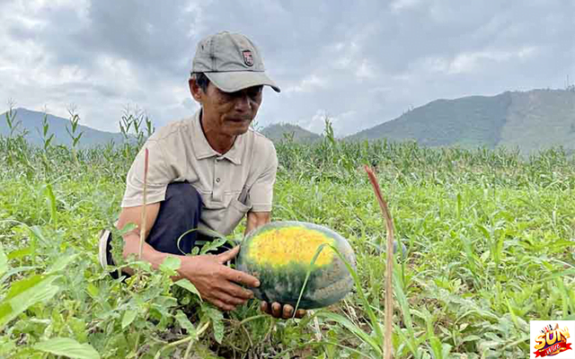 Nằm mơ thấy hái dưa hấu ở vườn