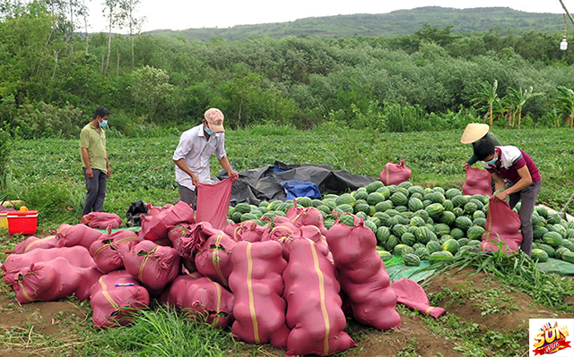 Mơ thấy hái dưa hấu chín đỏ