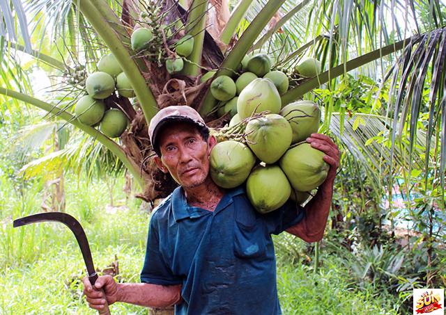 Mơ thấy hái dừa uống nước