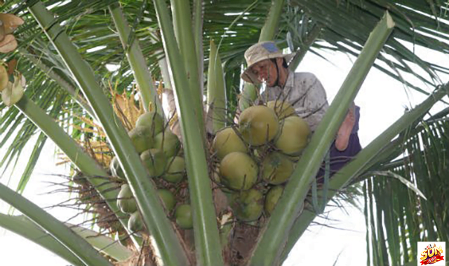 Nằm mơ thấy hái dừa nhiều