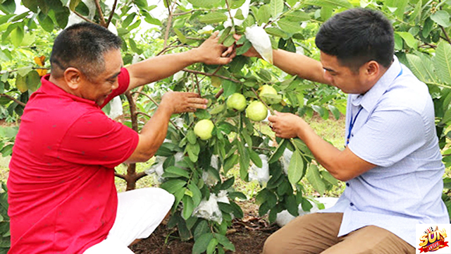 Mơ thấy hái ổi đánh con số lô gì? Ý nghĩa mơ thấy hái ổi tại Suwin