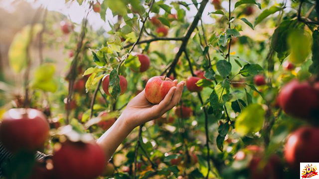 Mơ thấy hái táo đánh con số lô gì? Ý nghĩa mơ thấy hái táo tại Sunwin  