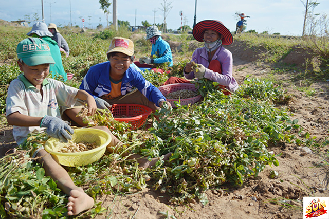 Mơ thấy nhổ đậu phộng đánh con số lô gì?