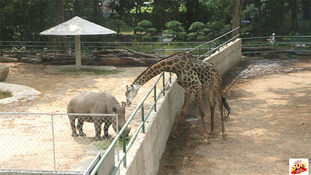 Mơ thấy động vật ở sở thú