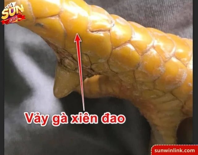 1 số cách xem vảy xiên đao gà chọi đá hay chuẩn cùng Sunwin