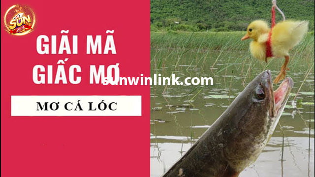 Mơ thấy cá lóc - Giải mã những điều bí ẩn