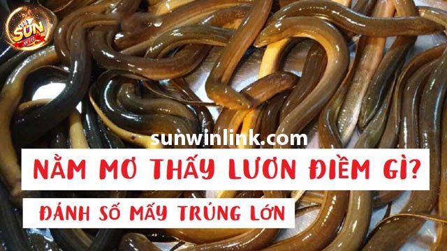 Mơ thấy con lươn và giải đáp 5 tình huống phổ biến