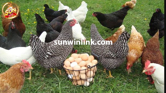 Mơ thấy gà đẻ trứng có phải là điềm báo may mắn không?