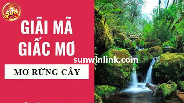 Mơ thấy rừng ý nghĩa và con số gì, phân tích