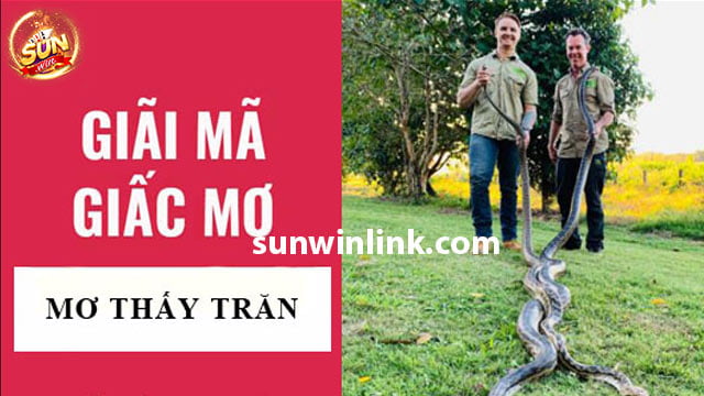 Mơ thấy trăn - Giải đáp 7 ngữ cảnh phổ biến