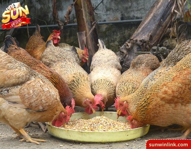 Cách ngâm thóc cho gà đơn giản và đảm bảo 100% tại Sunwin