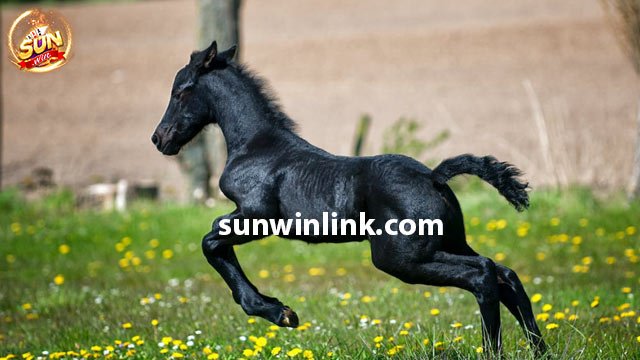 Ý nghĩa của giấc mơ thấy con ngựa đen