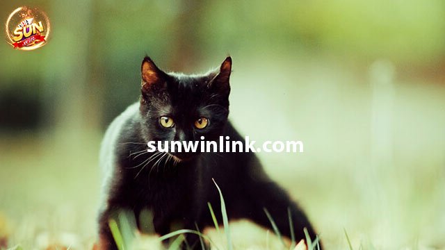 Giấc mơ thấy mèo đen ở trong nhà mình