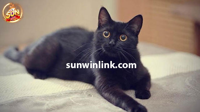 Việc mơ thấy mèo đen trong giấc mơ mang ý nghĩa gì?
