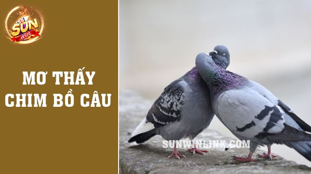 Giải mã giấc mơ thấy chim bồ câu hay nhất 2024 ở Sunwin