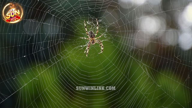 Giấc chiêm bao mơ thấy mạng nhện có điềm báo chung là gì?