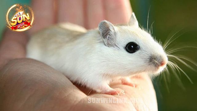 Mơ thấy chuột bạch là điềm báo lành hay dữ?