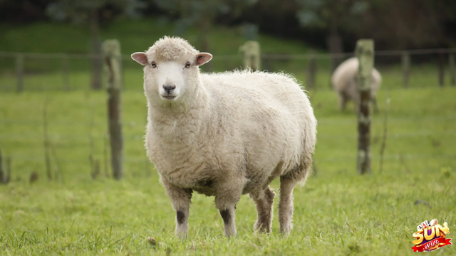 Mơ Thấy Con Cừu Đánh Con Số Lô Gì? Ý Nghĩa Mơ Thấy Con Cừu Tại Sunwin