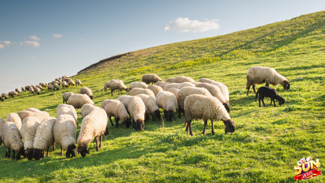Mơ thấy con cừu liên quan tới các con số may mắn nào?